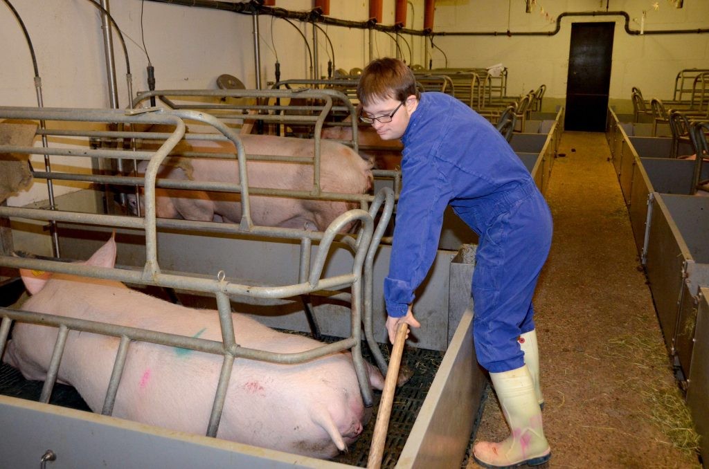 Tobias Koddebusch mistet gerade in seiner Arbeitskleidung den Schweine-Stall aus.