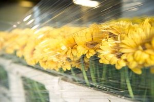 Viele gelbe Blumen, die hinter durchsichtiger Folie frisch gehalten werden,