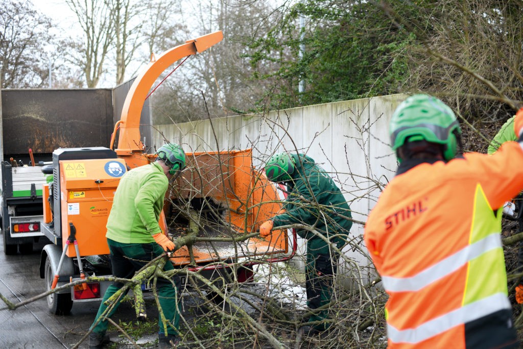 Drei GUW-Mitarbeiter mit Schutzhelmen und Arbeitskleidung schreddern einen großen Baum in einer gelben Maschine.